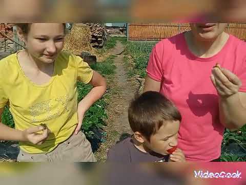 Видео: Показуєм, пробуєм, розказуєм! Невеличкий огляд сортів.