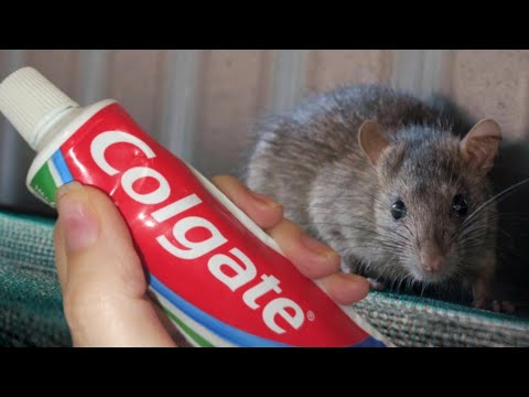 Видео: Всего РАЗ НАЖИМАЮ мышей и крыс ПРОГОНЯЮ #совет