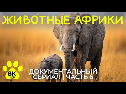 Видео: Дикая природа Африки – #6 | 8K HDR Документальный фильм о животных заповедника Гондвана