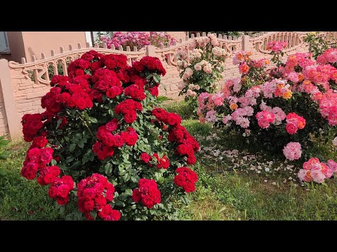 Видео: Троянди на вулиці, за парканом, локація #2, список троянд в описі