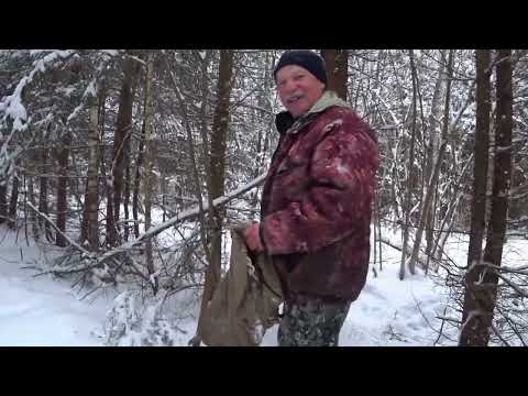 Видео: Охота с Русскими гончими на зайца  21 11 22