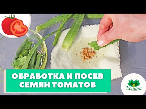 Видео: Правильная обработка и посев семян томатов