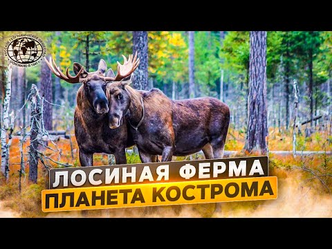 Видео: Лосиная ферма. Планета Кострома | @rgo_films