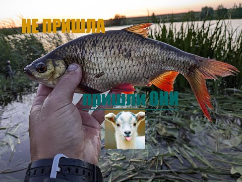 Видео: В поисках КРАСНОПЁРКИ! Но клевали одни "козлики"! Ловля активного подлещика!