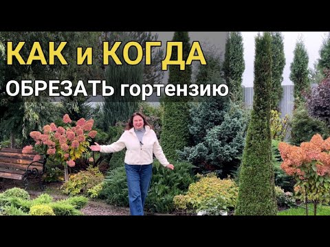 Видео: КОГДА обрезать ГОРТЕНЗИЮ 🌺 | Как ПРАВИЛЬНО обрезать гортензию 🍁 | Как обрезать гортензию осенью
