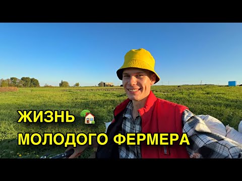 Видео: ОСЕННИЕ УРОЖАИ - томаты, утята, поросята 🐷 СПАСЛИ УРОЖАЙ ЗЕРНА ОТ НЕПОГОДЫ