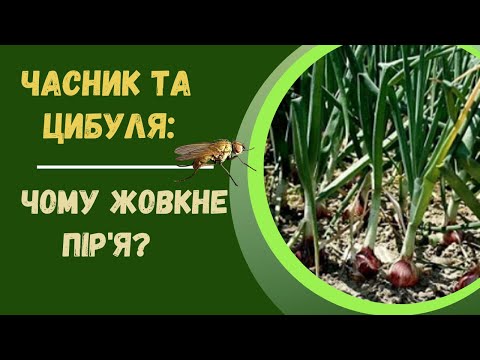 Видео: Чому жовкне пір'я часнику і цибулі. Як усунути причини такого пожовтіння