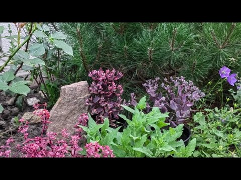 Видео: ОЧИТКИ в саду 🙆новинки