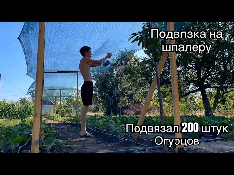 Видео: Подвязка огурцов на нашу самодельную шпалеру | Опрыскиваем от вредителей 