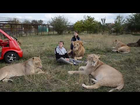 Видео: ТАКОГО ЕЩЕ НЕ БЫЛО ! Десятки львов собрались вокруг нас! Dozens of lions gathered around us!