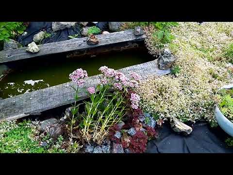 Видео: клематис жгучий белое облако в саду