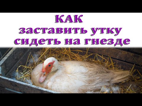 Видео: Как уговорить утку сидеть на гнезде 6 месяцев не вставая  Что делаем с отбракованной уткой