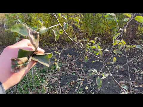 Видео: Саджанці партіями Швзука, Хокутто, Санданс тел.: 0971674392