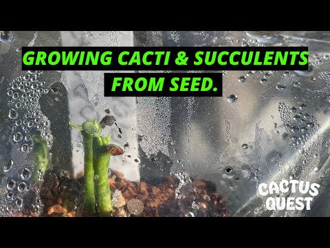 Видео: КАК ВЫРАСТИТЬ #КАКТУСЫ И #СУККУЛЕНТЫ ИЗ СЕМЯН. ОБНОВЛЕННАЯ МЕТОДИКА 2021 ГОДА