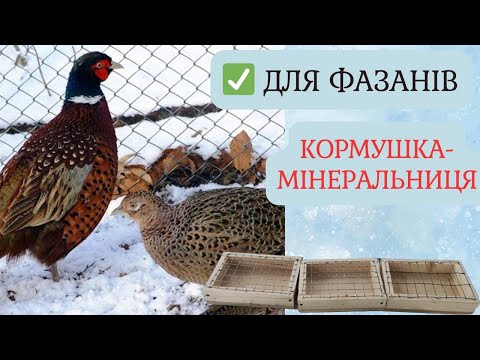 Видео: Кормушка-мінеральниця для фазанів