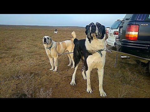 Видео: Туркменистан Турнир Turkmen Itleri alabay САО Туркменский Волкодав Asian Test Work Dogs Alabai