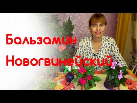 Видео: Бальзамин новогвинейский - как пересаживать, как выращивать, как размножать