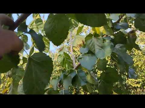 Видео: Формирующая обрезка молодой шелковицы в виде куста