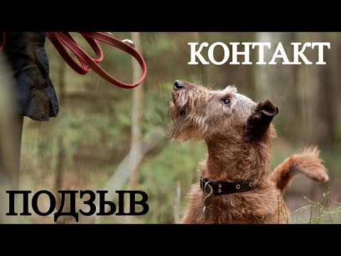 Видео: СЕКРЕТЫ для хорошего контакта с собакой. Как сделать отличный ПОДЗЫВ.