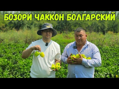 Видео: БОЗОРИ ЧАККОН ОЧИК ДАЛА ШИРИН БУЛГОР КАЛАМПИРИ.