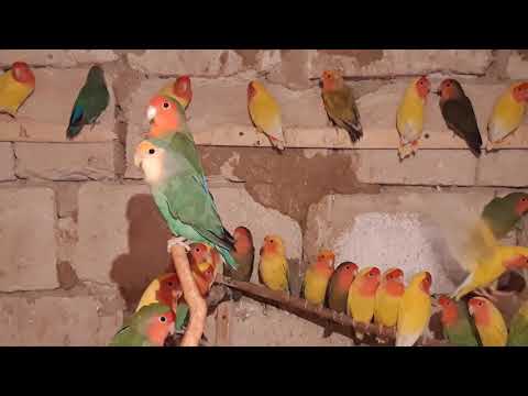 Видео: попугаи неразлучники // секреты разведения 1 часть из  3... lovebirds parrots // breeding secrets