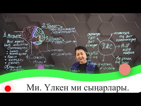 Видео: Ми. Үлкен ми сыңарлары. 7 сынып.