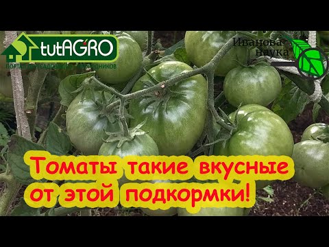 Видео: Сам В ШОКЕ! Подкормка томатов вообще без удобрений! От нее томаты сладкие, вкусные, ароматные!