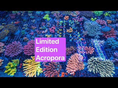 Видео: Walt Disney, Orange Passion и Aussie Dream Acropora