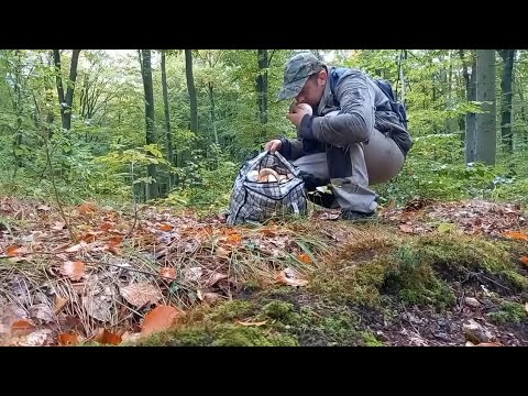 Видео: Сюди зайшов грибів набрав..чудова грибалка біля лісових доріг..бачиш дорогу шукай гриби