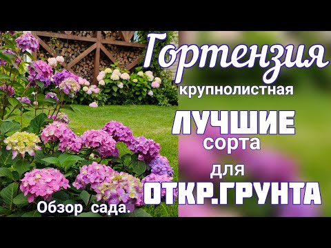Видео: Цветение ГОРТЕНЗИЙ нашего САДА. Крупнолистные , древовидные. Обзор-прогулка по саду 16 июля.