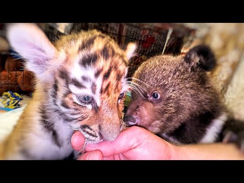 Видео: Мишутка нашел игрушку, и НАПАЛ НА НЕЁ))) А тигры обнаружили СЕБЯ В ТЕЛЕВИЗОРЕ и оочень удивились)))