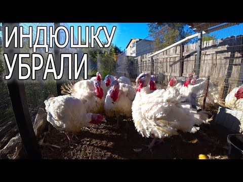 Видео: КАК ИЗБАВИТЬСЯ ОТ УШНОГО КЛЕЩА У КРОЛИКА
