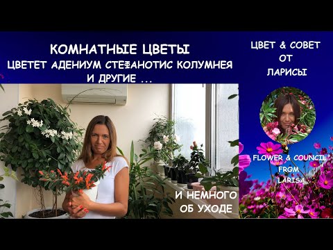 Видео: КОМНАТНЫЕ ЦВЕТЫ - ЦВЕТЕТ АДЕНИУМ СТЕФАНОТИС КОЛУМНЕЯ И ДРУГИЕ