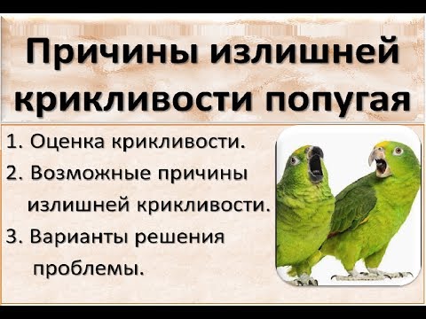 Видео: Причины излишней крикливости попугая. Почему попугай много кричит.