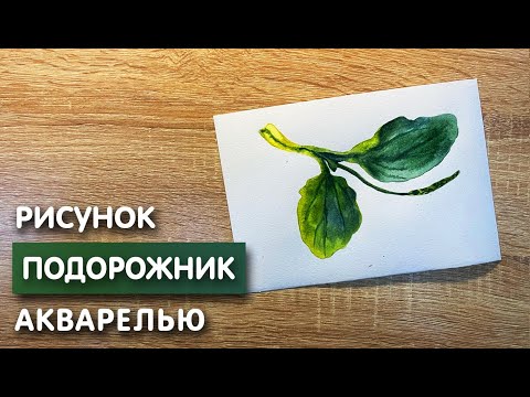 Видео: Как нарисовать подорожник карандашом и акварелью начинающим | Рисунок для детей