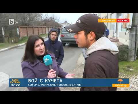 Видео: Тази сутрин: Бой с кучета в плевенско село: Кой е организаторът?