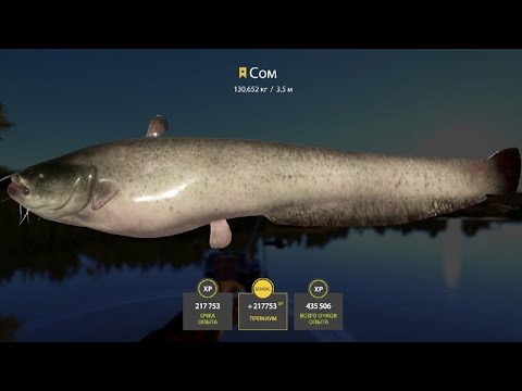 Видео: 📢СТРИМ РР4🔥ВЕЧЕРНИЕ РЫБЫ🔥РУССКАЯ РЫБАЛКА 4