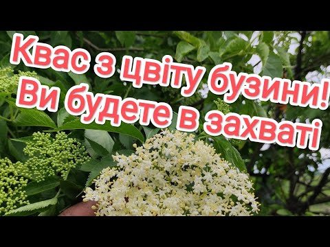 Видео: Квас з бузини / Elderberry kvass