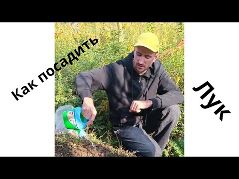 Видео: Сажаю лук рядом с домиком