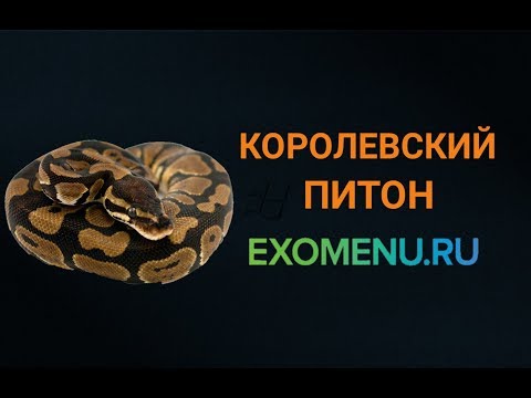 Видео: Королевский питон.