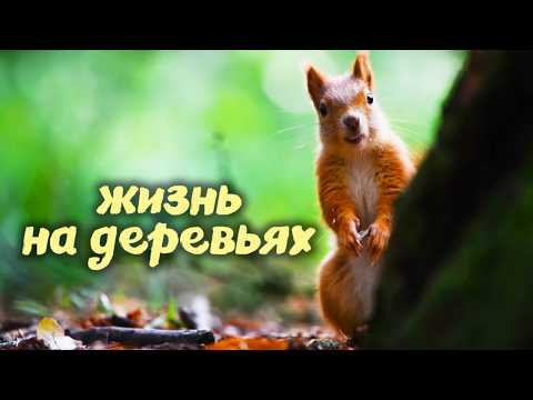 Видео: Жизнь на деревьях. Как устроены домики белки, птицы-носорога, обезьяны и других животных