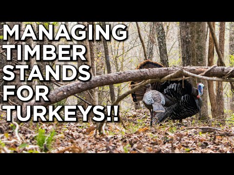 Видео: Управление древесиной — залог успеха для ИНДЕЙКИ! | Girdle & Spray | Hack & Squirt