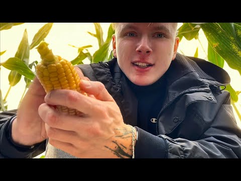 Видео: Асмр собираем кукурузу