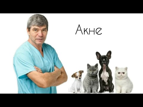 Видео: Черные точки у животных//АКНЕ