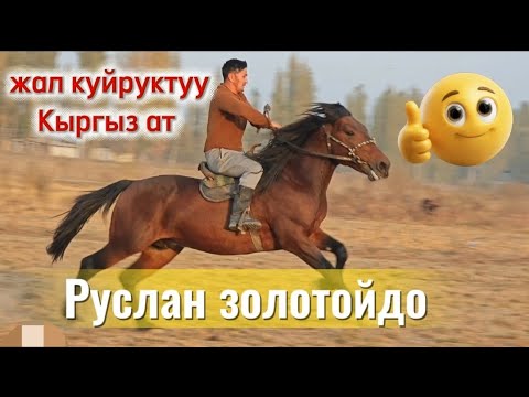 Видео: Руслан золотойдо улактын аты даяр ат