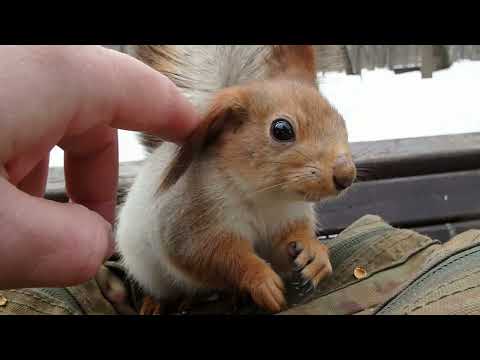 Видео: Про белку с носиком / About a squirrel with a nose
