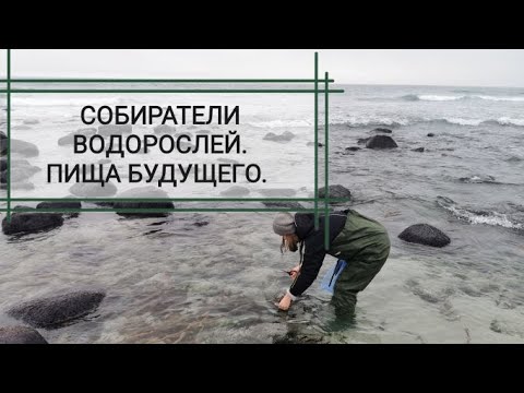 Видео: Собираю водоросли в Норвегии. Пища будущего? Орешки с водорослями.