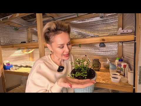 Видео: МЮЛЕНБЕКИЯ.УСПЕШНОЕ ЧЕРЕНКОВАНИЕ МЮЛЕНБЕКИИ.