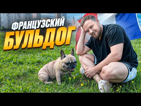 Видео: ВСЕ ПРО ПОРОДУ ФРАНЦУЗСКИЙ БУЛЬДОГ | ПЛЮСЫ И МИНУСЫ ПОРОДЫ | ПОЧЕМУ ЛУЧШЕ НЕ ЗАВОДИТЬ ФРАНЦУЗА