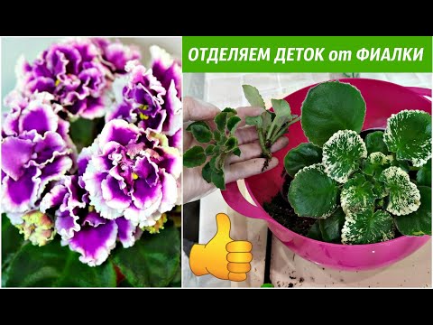 Видео: КАК ОТДЕЛИТЬ ДЕТОК от взрослой ФИАЛКИ / САМЫЙ ЛЕГКИЙ способ